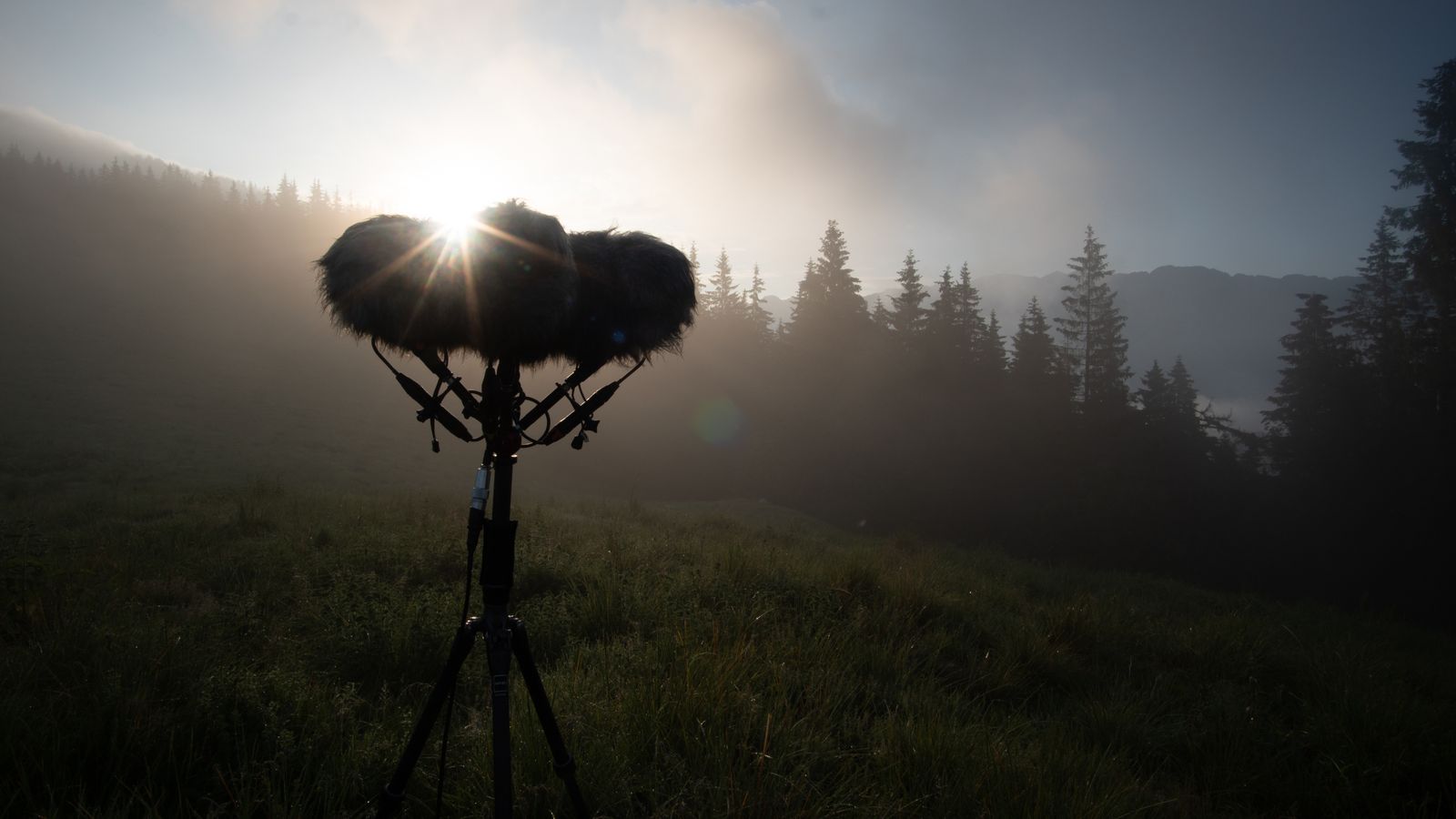 Microphones in fur windshields on a stand in a misty meadow at sunrise