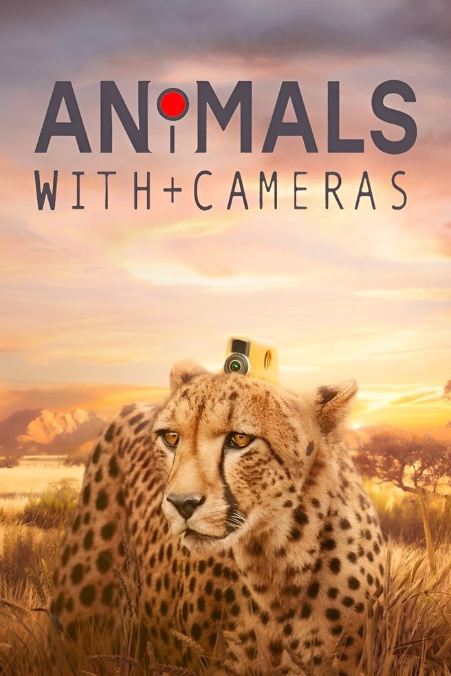 Animals with Cameras artwork